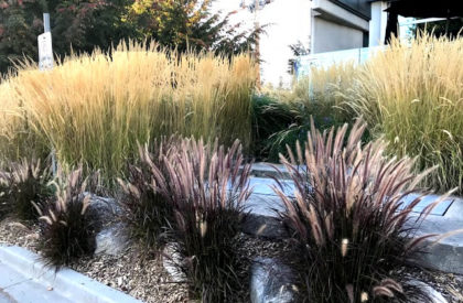 landscaping12 landscaping12